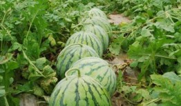 52每日大瓜视频